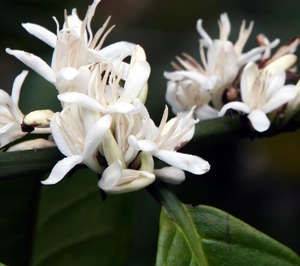 Giá cà phê có xu hương giảm